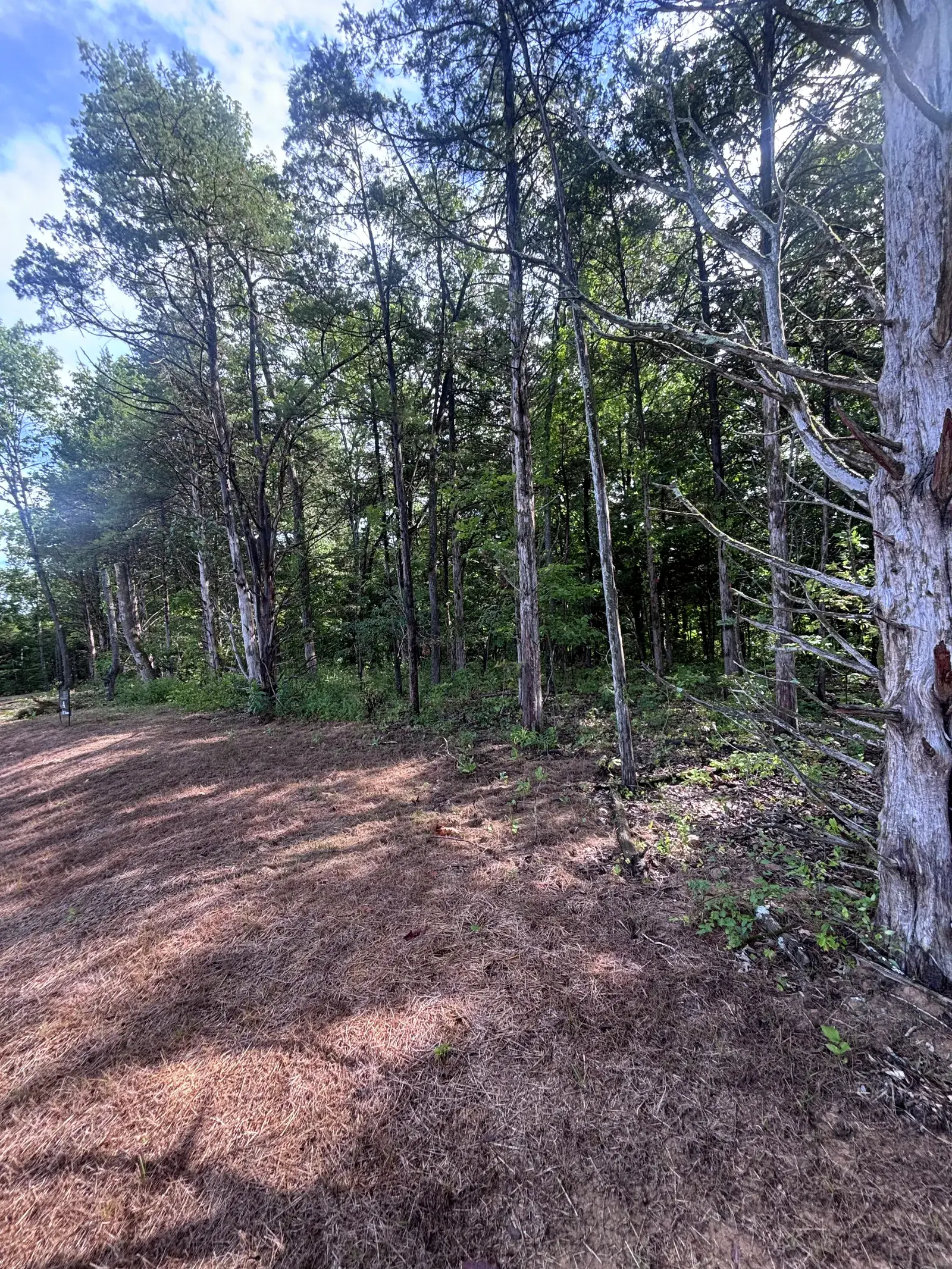 Land Clearing and Forestry Mulching on Michael's property, photo 2 of 12