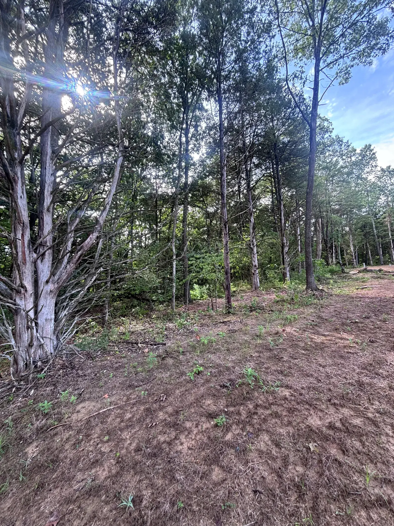 Land Clearing and Forestry Mulching on Michael's property, photo 3 of 12