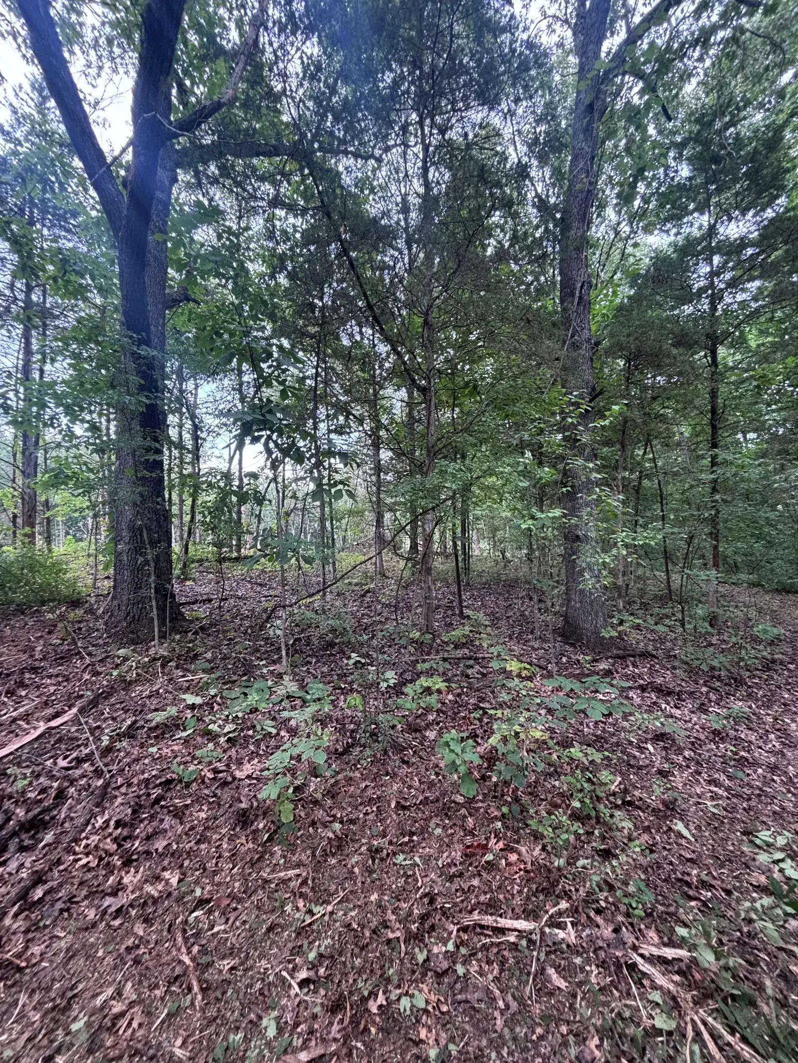 Land Clearing and Forestry Mulching on Michael's property, photo 4 of 12
