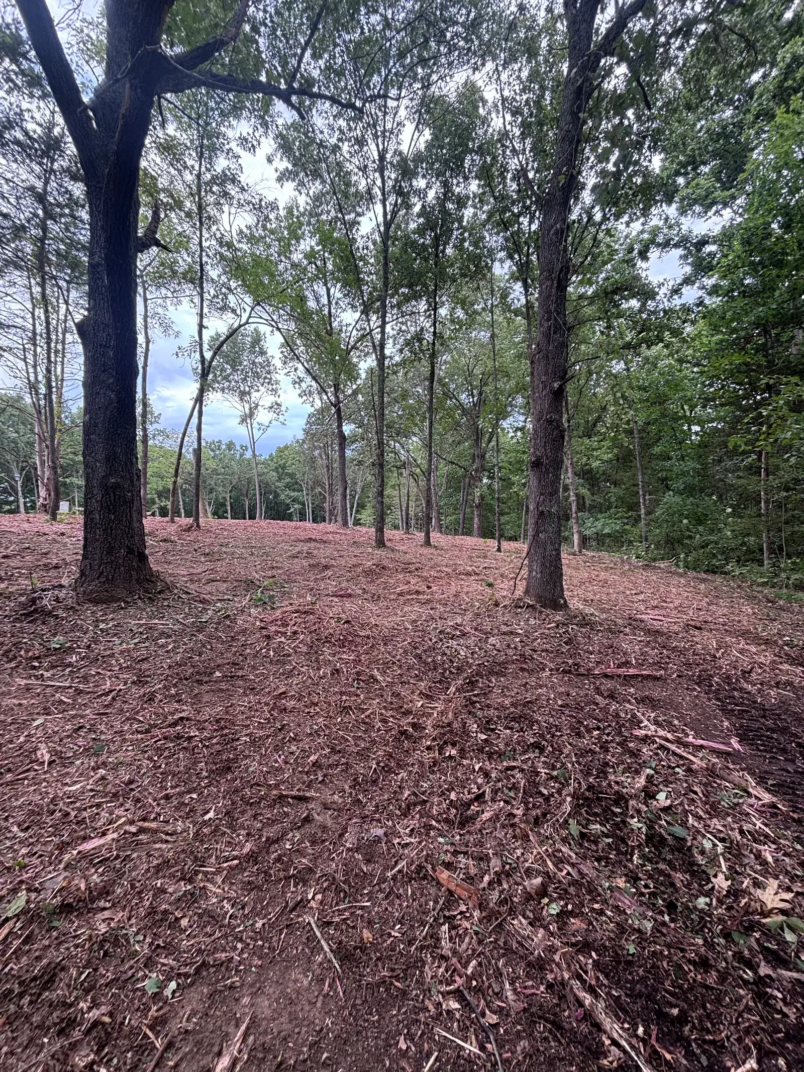 Land Clearing and Forestry Mulching on Michael's property