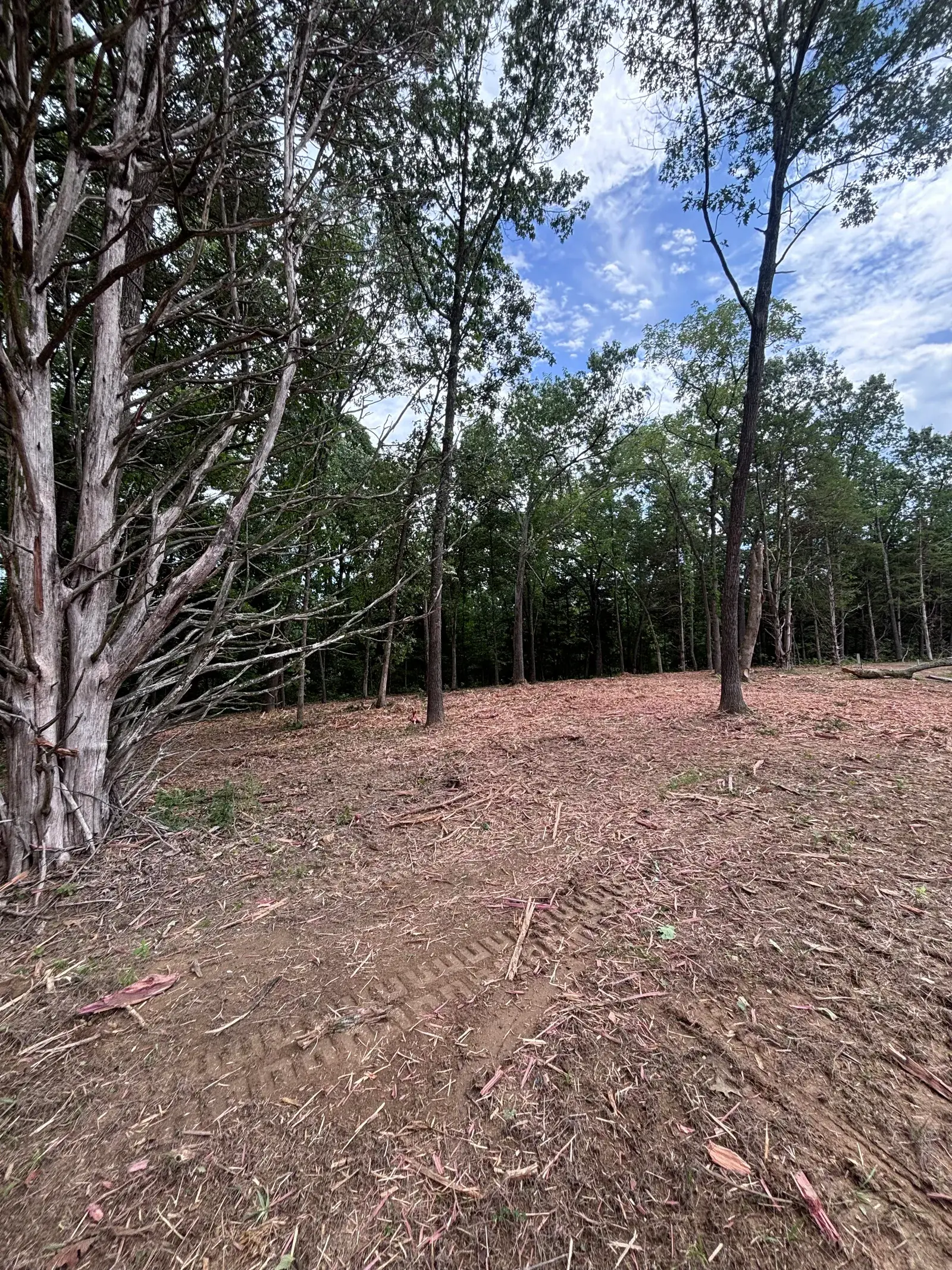 Land Clearing and Forestry Mulching on Michael's property, photo 6 of 12