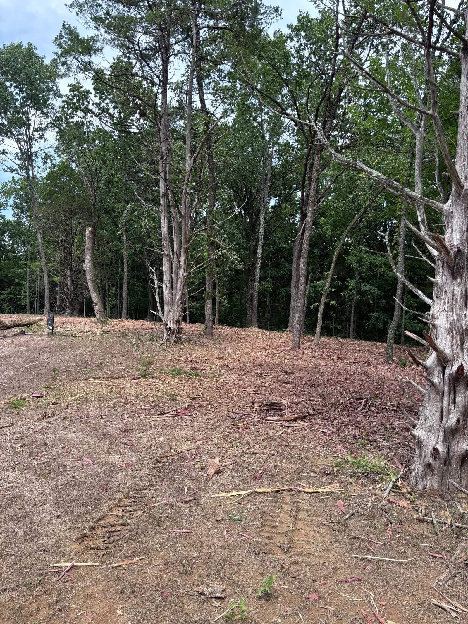 Land Clearing and Forestry Mulching on Michael's property, photo 7 of 12