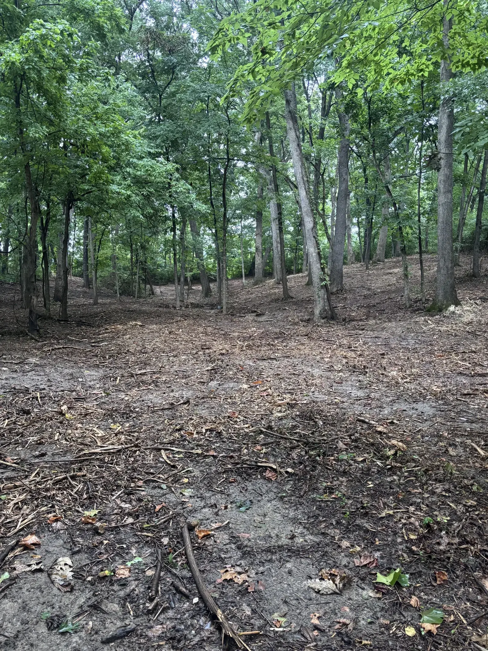 Land Clearing and Forestry Mulching on Michael's property, photo 8 of 12