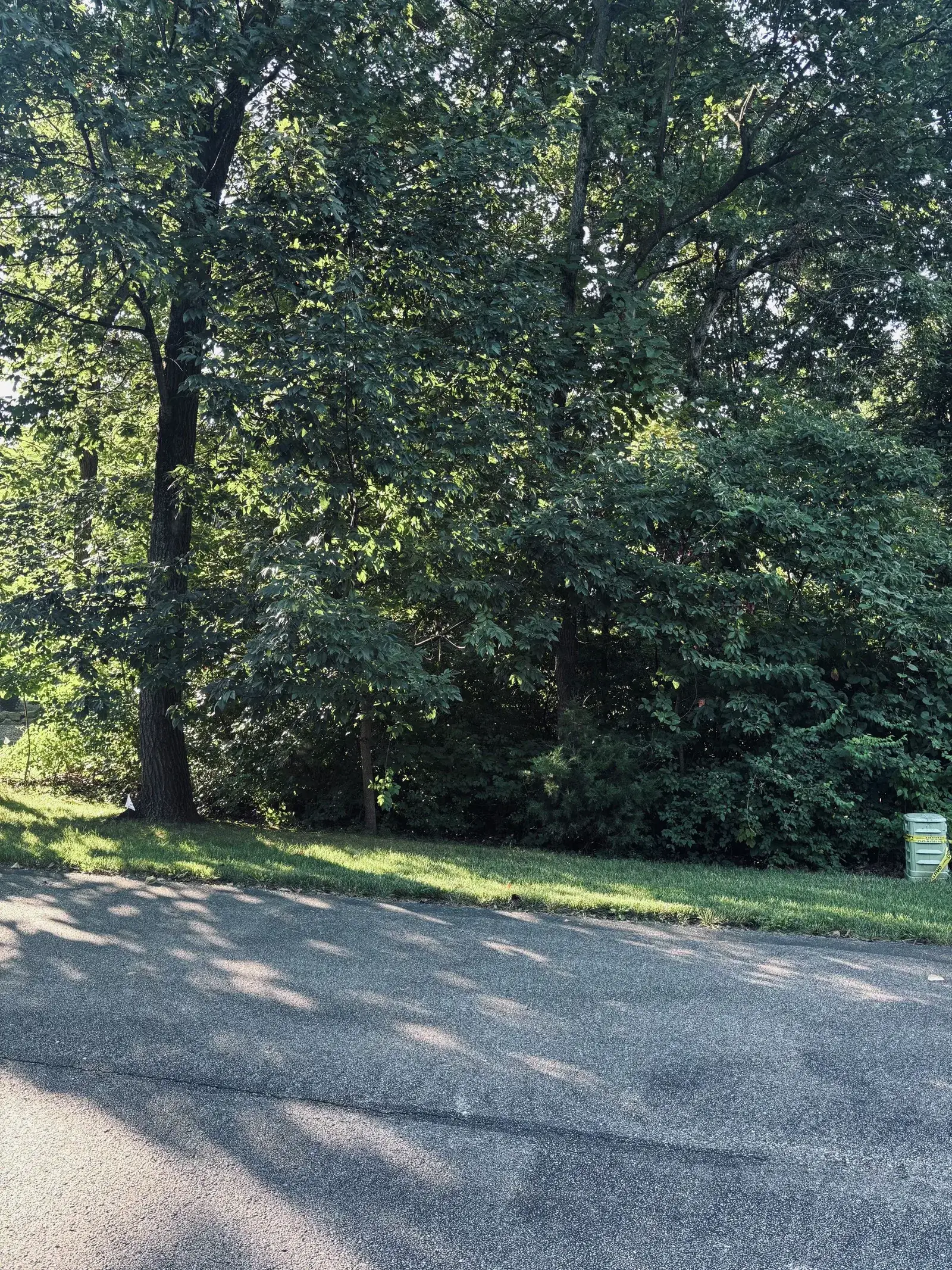 Land Clearing and Forestry Mulching on Michael's property, photo 11 of 12