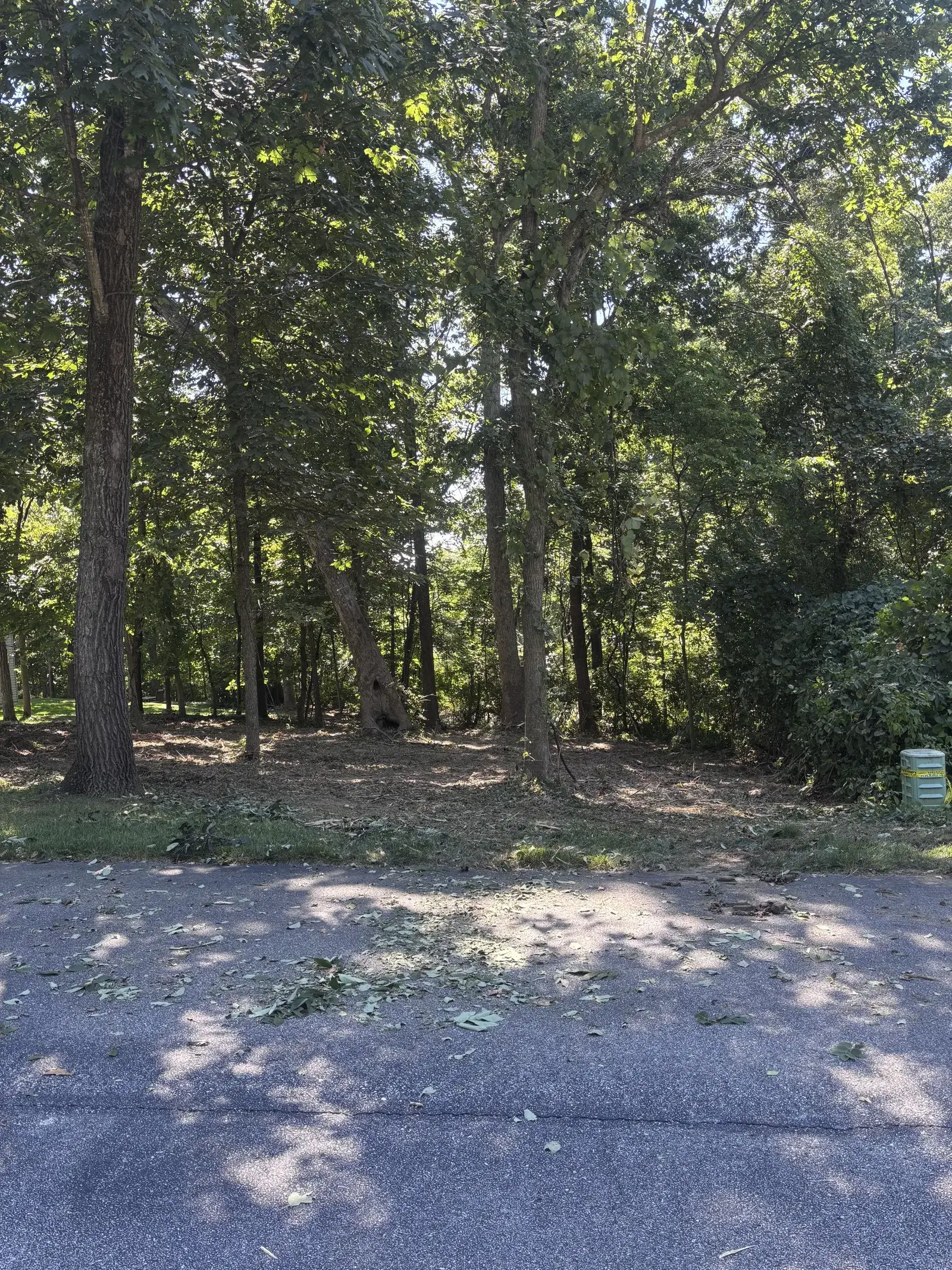 Land Clearing and Forestry Mulching on Michael's property, photo 12 of 12