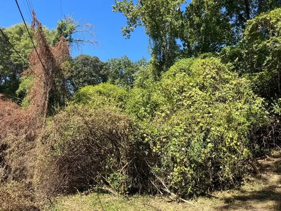 Forestry Mulching before clearing