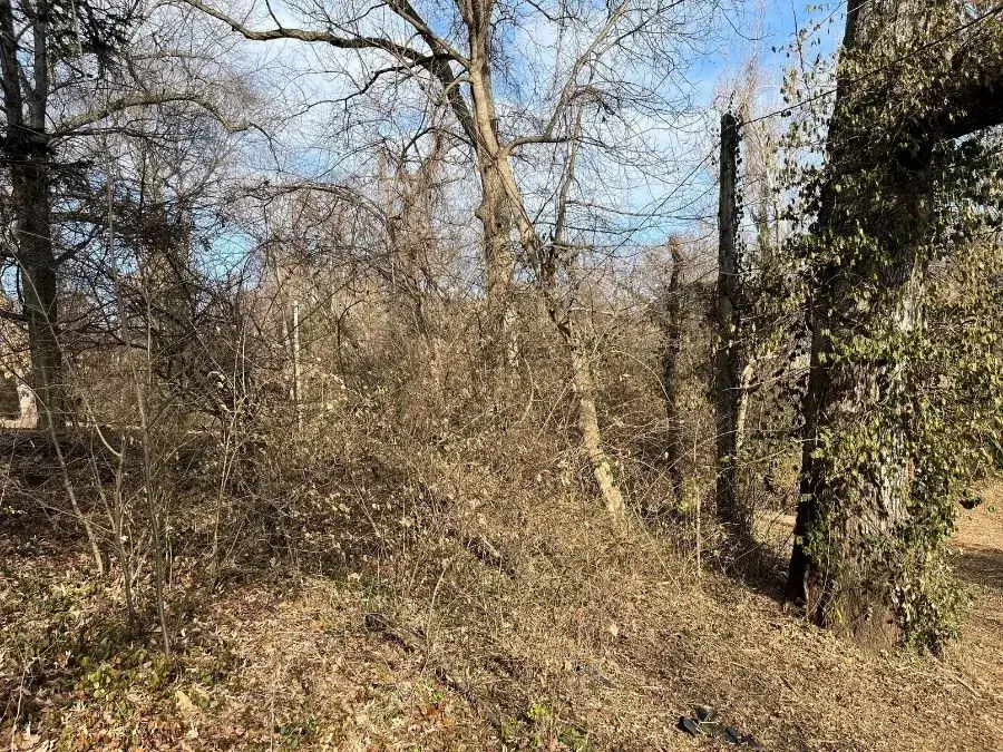 Forestry Mulching before clearing