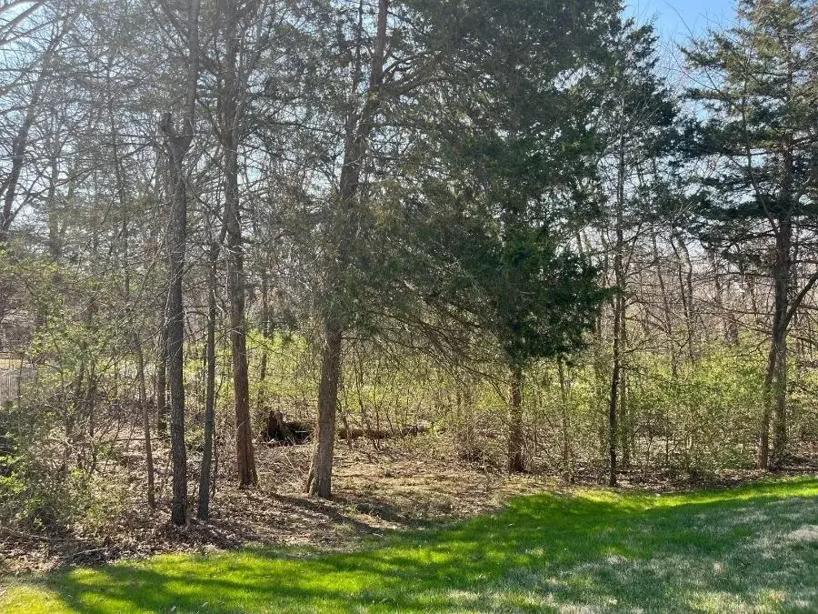Forestry Mulching before clearing