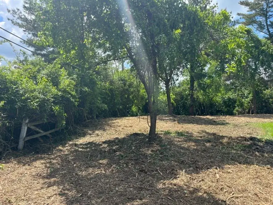 Honeysuckle Clearing after clearing