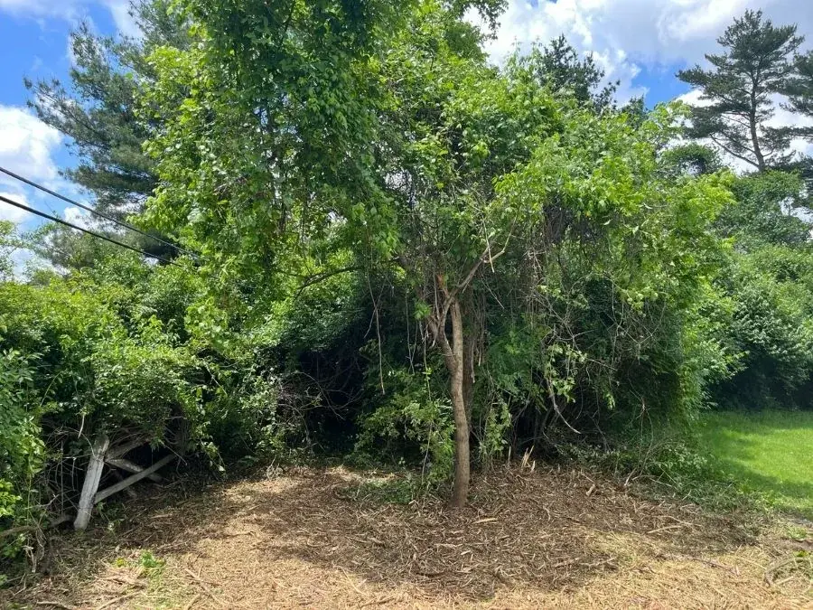 Honeysuckle Clearing before clearing