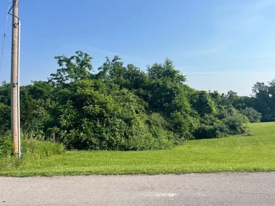 Honeysuckle Clearing before clearing