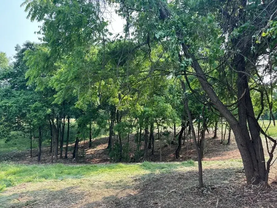 Land Clearing after clearing