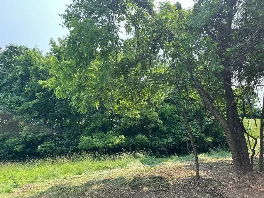 Land Clearing before clearing