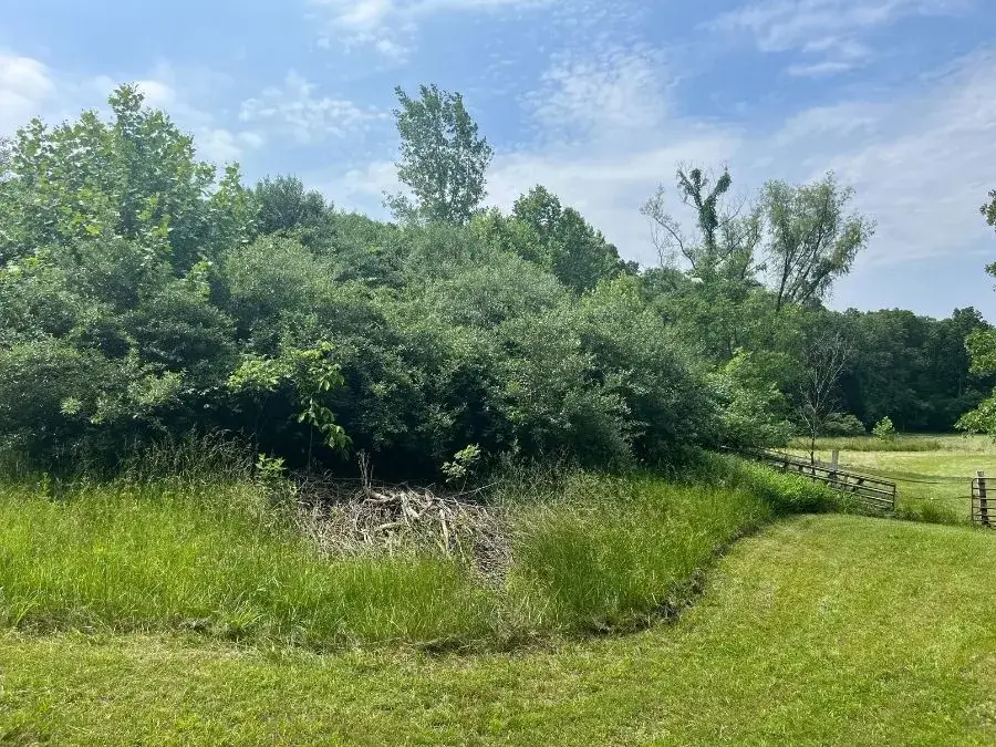 Land Clearing before clearing