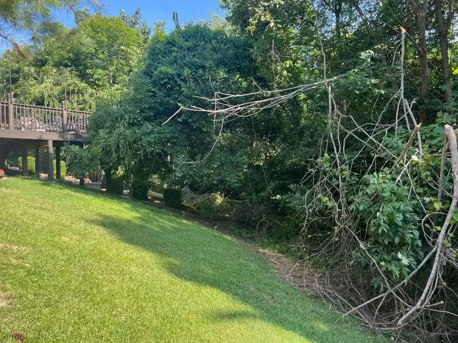 Land Clearing before clearing