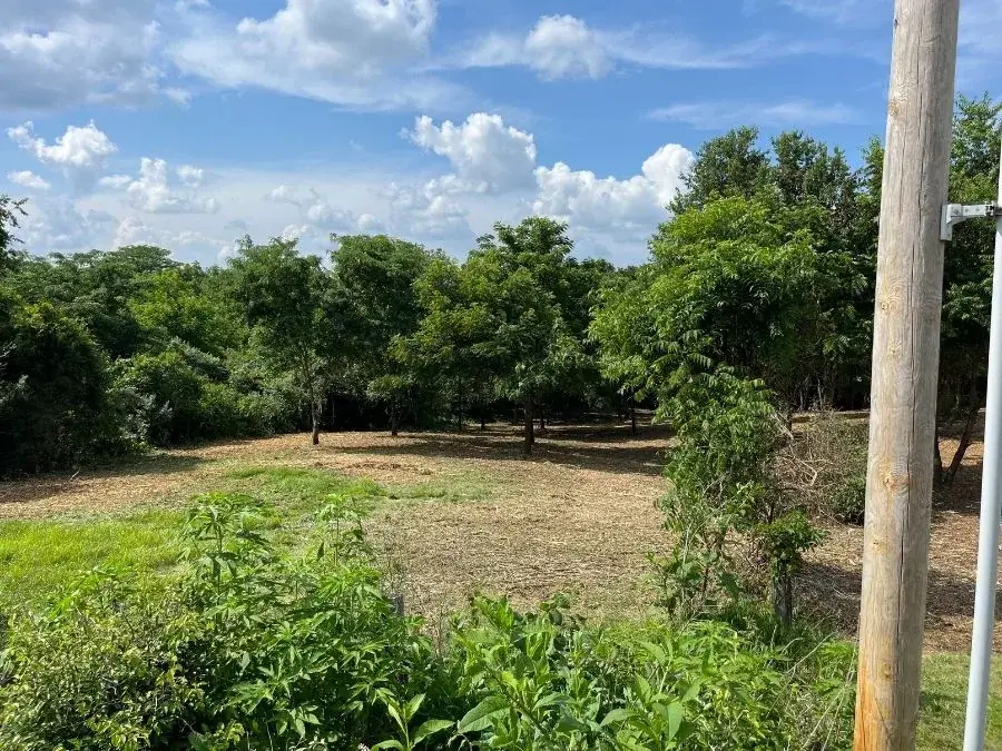 Land Clearing after clearing