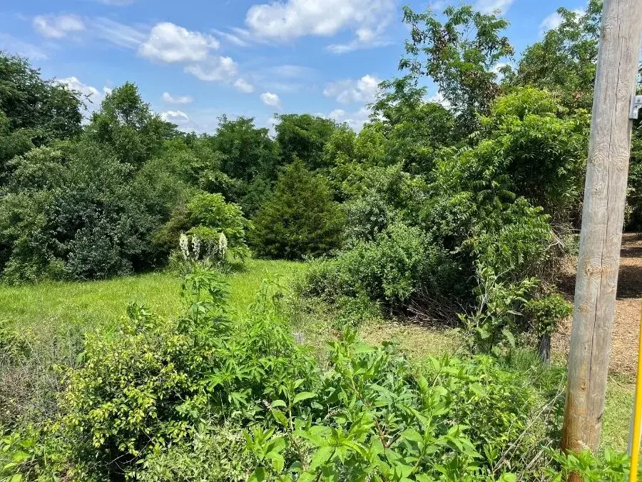Land Clearing before clearing