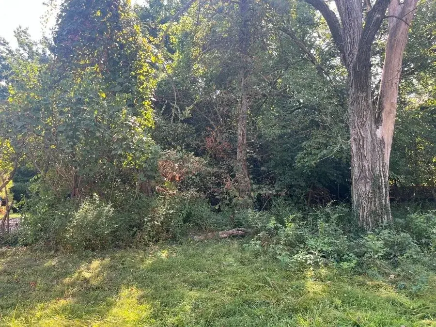 Land Clearing before clearing
