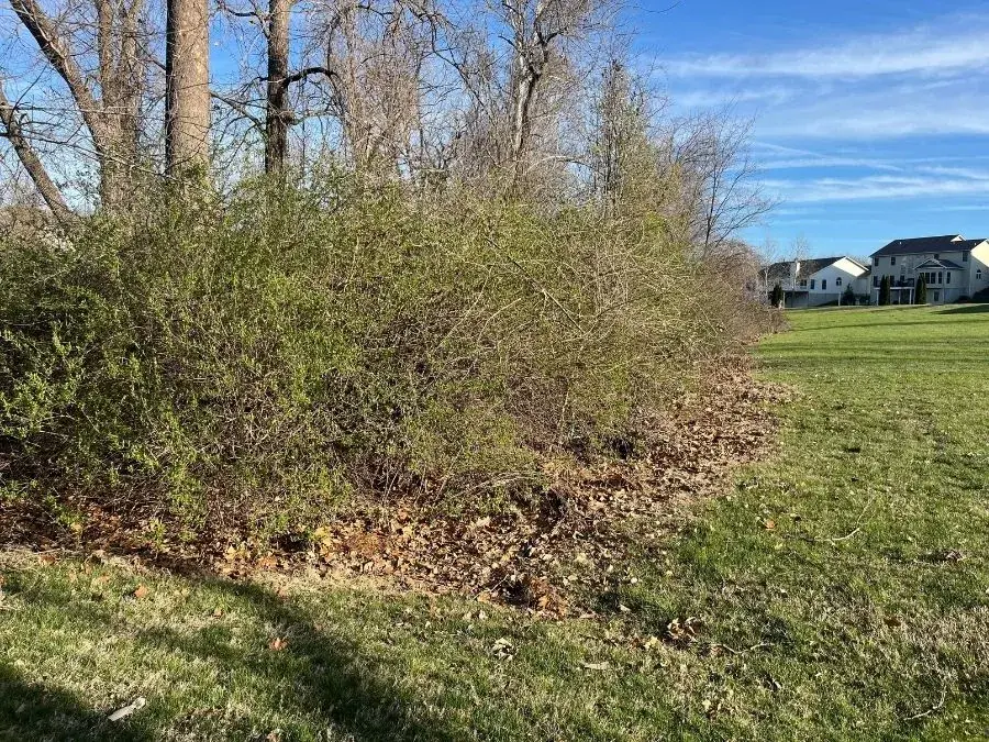 Land Clearing before clearing