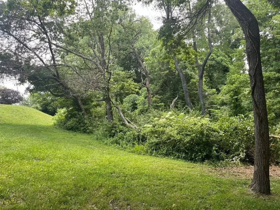 Property Line Clearing before clearing