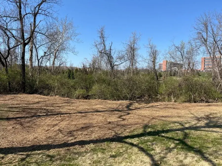 Property Line Clearing after clearing