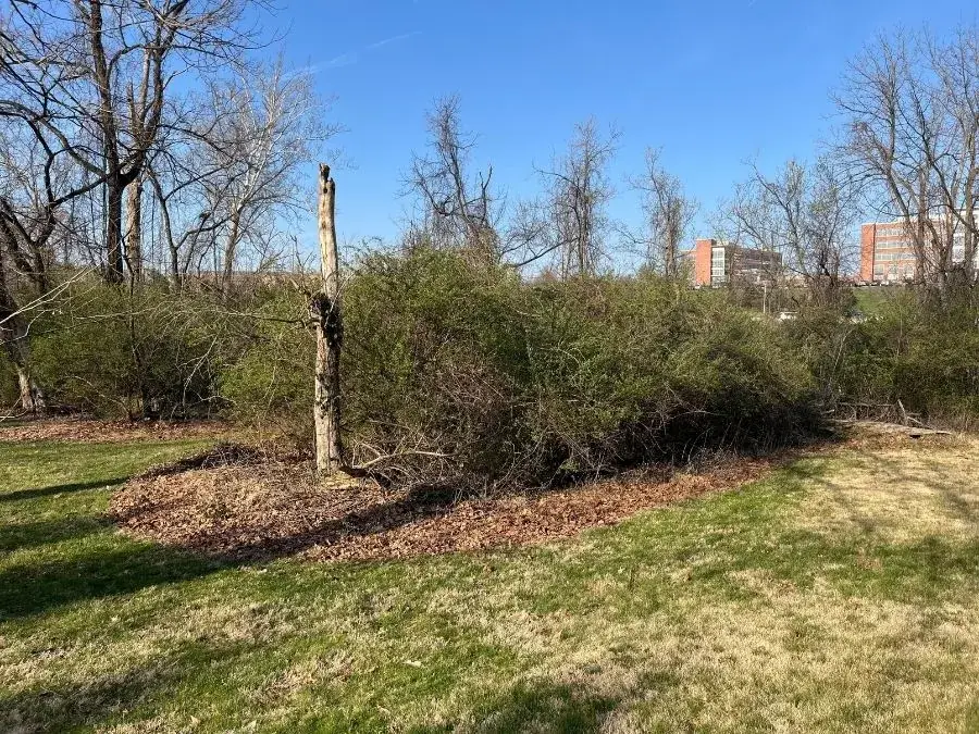 Property Line Clearing before clearing