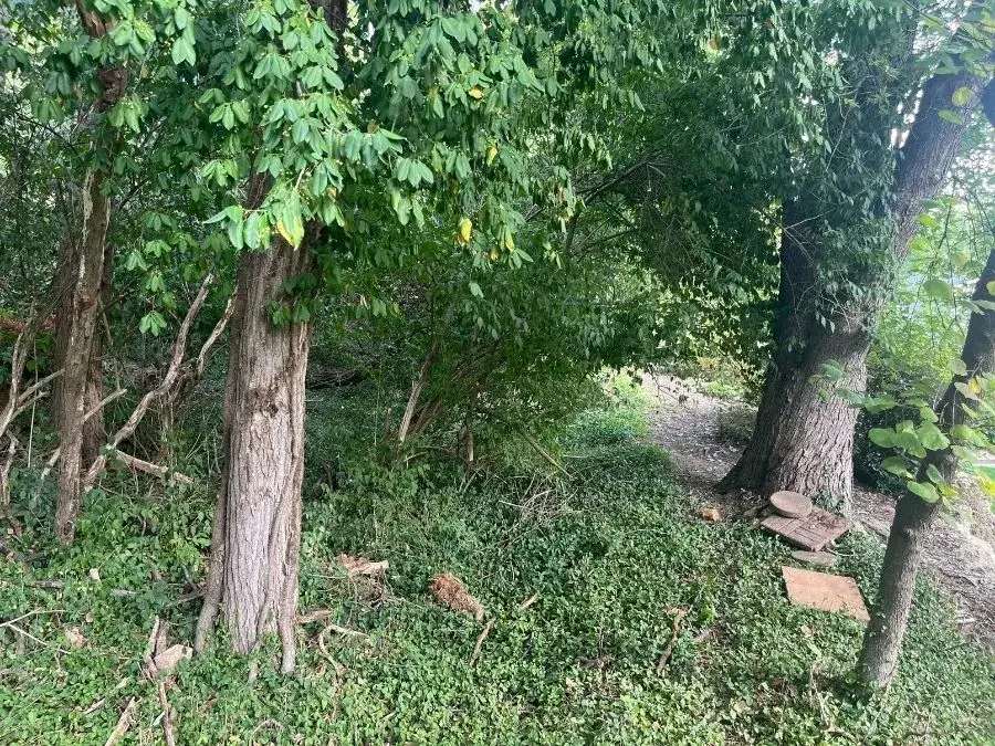 Trail Clearing - a recent St. Louis metro project before clearing