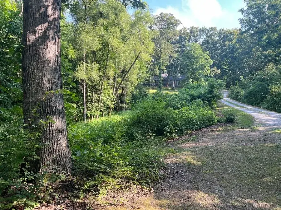 Trail Clearing before clearing